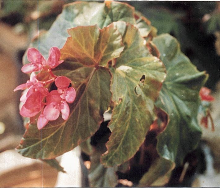 B. ‘Apple Jack’